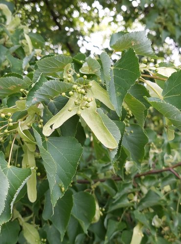 LÍPA SRDČITÁ (Tilia cordata) ZRAJÍCÍ PLODY – FOTO: Marta Knauerová, 2022