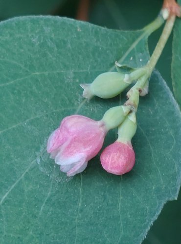 PÁMELNÍK BÍLÝ (Sympharicarpos albus) KVĚT A NEZRALÝ PLOD (BOBULE) FOTO: Marta Knauerová, 2022