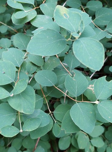 PÁMELNÍK BÍLÝ (Sympharicarpos albus) FOTO: Marta Knauerová, 2022