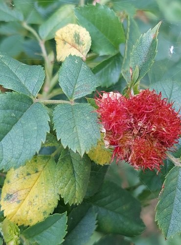 RŮŽE ŠÍPKOVÁ (Rosa canina) – HÁLKA (CECIDIE) – novotvar vznikající na rostlině působením parazitických členovců. Tvoří ji někteří roztoči, mšice, blanokřídlí (žlabatky), dvoukřídlí (bejlomorky). Tato zduřelá rostlinná tkáň slouží larvám parazita jako potrava a úkryt. FOTO: Marta Knauerová, 2022