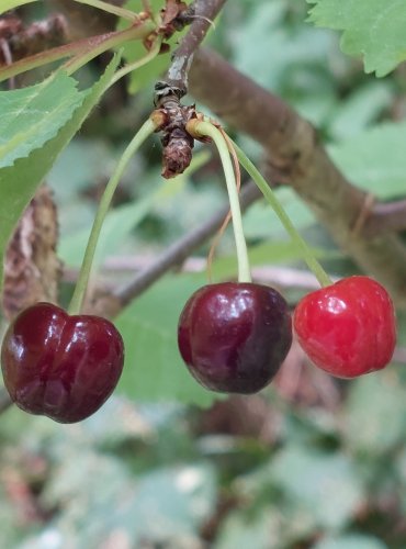 TŘEŠEŇ (Prunus spp.) bez bližšího určení, ZRALÉ PLODY – FOTO: Marta Knauerová, 2022