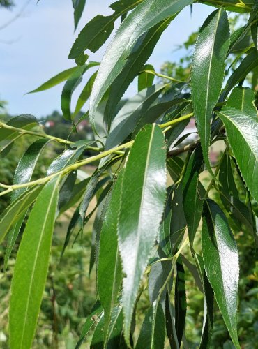 VRBA BÍLÁ (Salix alba) FOTO: Marta Knauerová, 2022