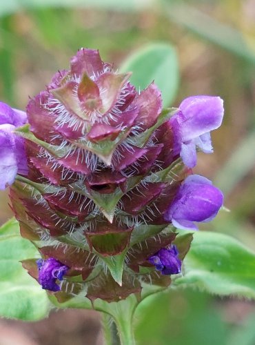 ČERNOHLÁVEK OBECNÝ (Prunella vulgaris) FOTO: Marta Knauerová, 2022