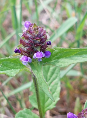 ČERNOHLÁVEK OBECNÝ (Prunella vulgaris) FOTO: Marta Knauerová, 2022