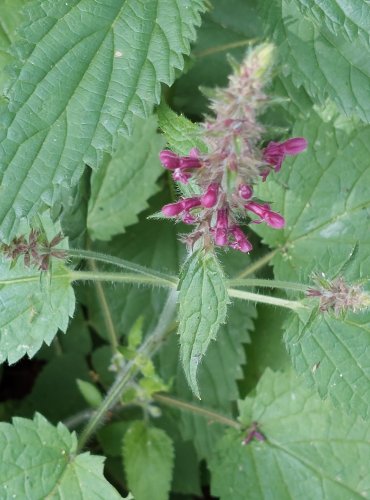 ČISTEC LESNÍ (Stachys sylvatica) FOTO: Marta Knauerová, 2022