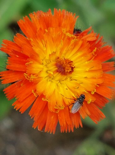 JESTŘÁBNÍK ORANŽOVÝ (Pilosella aurantiaca) FOTO: Marta Knauerová, 2022