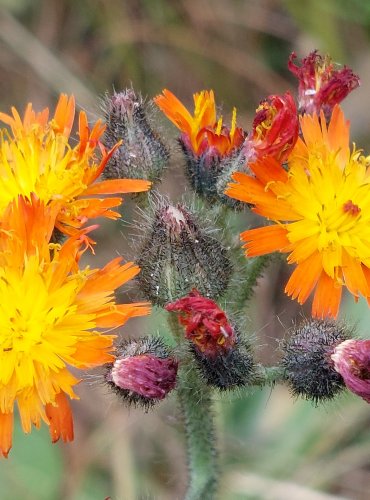 JESTŘÁBNÍK ORANŽOVÝ (Pilosella aurantiaca) FOTO: Marta Knauerová, 2022