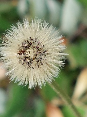 CHLUPÁČEK ZEDNÍ (Pilosella officinarum) ZRALÉ PLODENSTVÍ – FOTO: Marta Knauerová, 2022