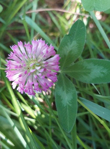 JETEL LUČNÍ (Trifolium pratense) FOTO: Marta Knauerová, 2022