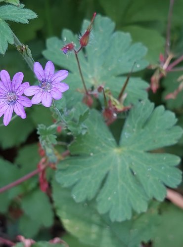 KAKOST PYRENEJSKÝ (Geranium pyrenaicum) FOTO: Marta Knauerová, 2022