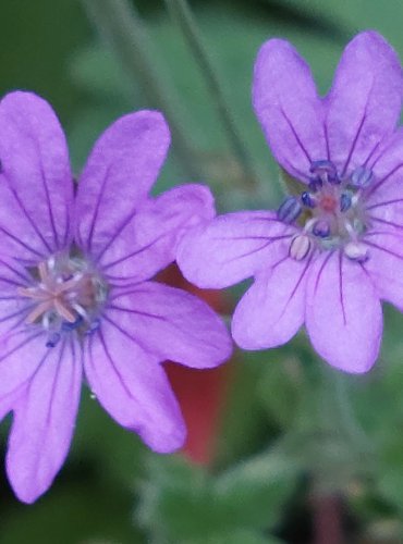 KAKOST PYRENEJSKÝ (Geranium pyrenaicum) FOTO: Marta Knauerová, 2022