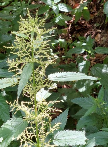 KOPŘIVA DVOUDOMÁ (Urtica dioica) FOTO: Marta Knauerová, 2022