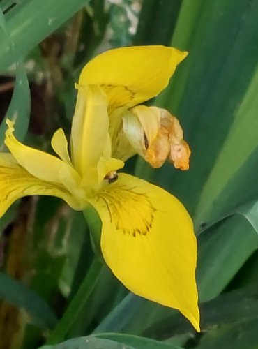 KOSATEC ŽLUTÝ (Iris pseudacorus) FOTO: Marta Knauerová, 2022