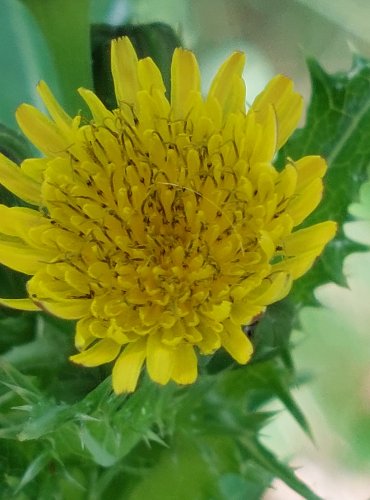 MLÉČ DRSNÝ (Sonchus asper) FOTO: Marta Knauerová, 2022