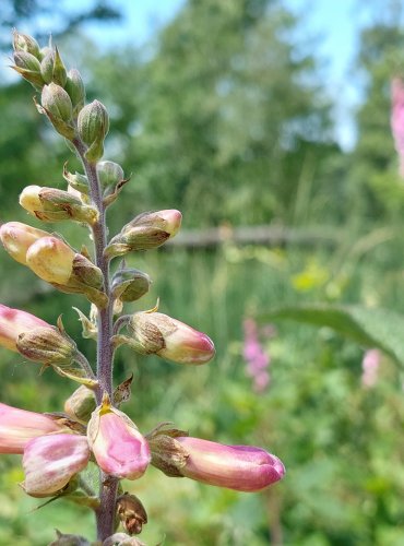 NÁPRSTNÍK ČERVENÝ (Digitalis purpurea) FOTO: Marta Knauerová, 2022