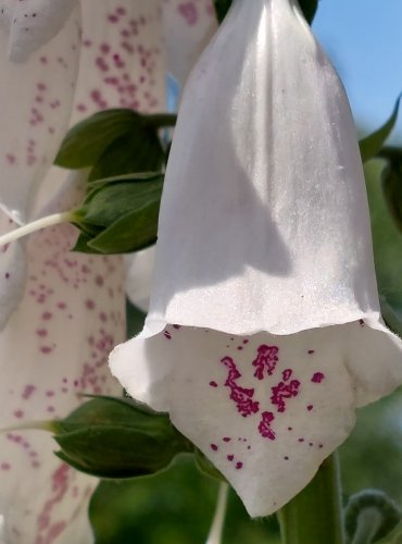 NÁPRSTNÍK ČERVENÝ (Digitalis purpurea) BÍLÁ FORMA FOTO: Marta Knauerová, 2022