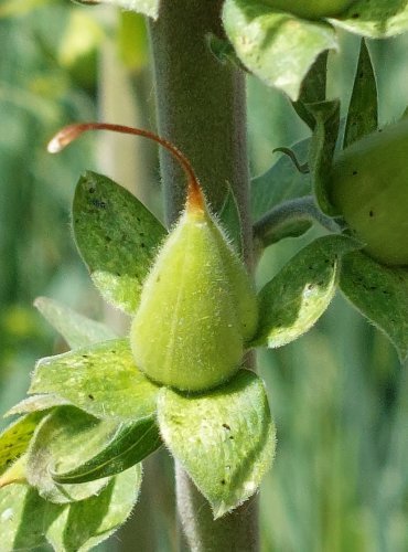 NÁPRSTNÍK ČERVENÝ (Digitalis purpurea) NEZRALÝ PLOD – FOTO: Marta Knauerová, 2022