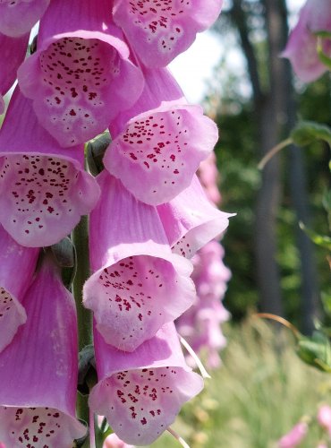 NÁPRSTNÍK ČERVENÝ (Digitalis purpurea) FOTO: Marta Knauerová, 2022