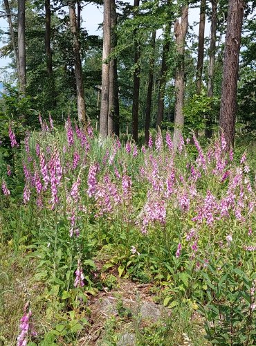 NÁPRSTNÍK ČERVENÝ (Digitalis purpurea) UCELENÝ POROST – FOTO: Marta Knauerová, 2022