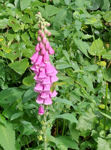 NÁPRSTNÍK ČERVENÝ (Digitalis purpurea) FOTO: Marta Knauerová, 2022