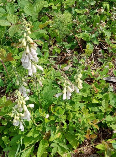 NÁPRSTNÍK ČERVENÝ (Digitalis purpurea) BÍLÁ FORMA FOTO: Marta Knauerová, 2022