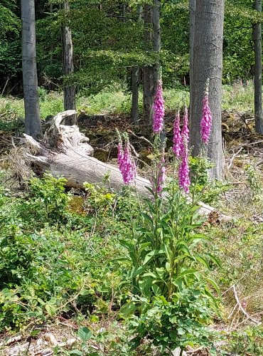 NÁPRSTNÍK ČERVENÝ (Digitalis purpurea) FOTO: Marta Knauerová, 2022