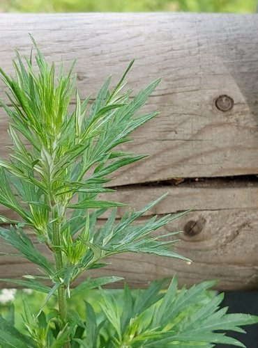 PELYNĚK ČERNOBÝL (Artemisia vulgaris) FOTO: Marta Knauerová, 2022