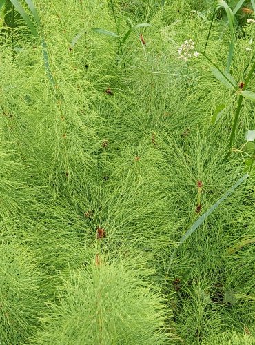 PŘESLIČKA (Equisetum spp.) bez bližšího určení – FOTO: Marta Knauerová, 2022