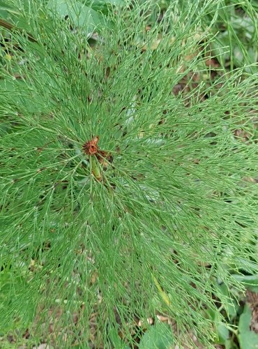 PŘESLIČKA (Equisetum spp.) bez bližšího určení – FOTO: Marta Knauerová, 2022