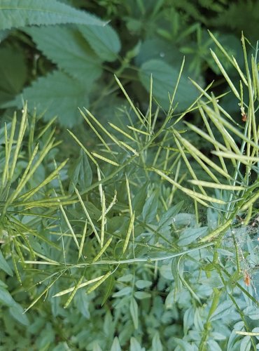 ŘEŘIŠNICE NEDŮTKLIVÁ (Cardamine flexuosa) NEZRALÉ PLODENSTVÍ – FOTO: Marta Knauerová, 2022