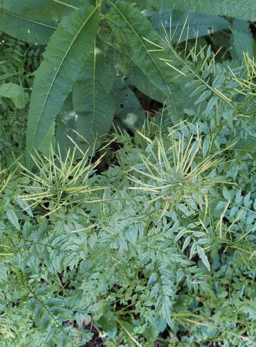 ŘEŘIŠNICE NEDŮTKLIVÁ (Cardamine flexuosa) NEZRALÉ PLODENSTVÍ – FOTO: Marta Knauerová, 2022