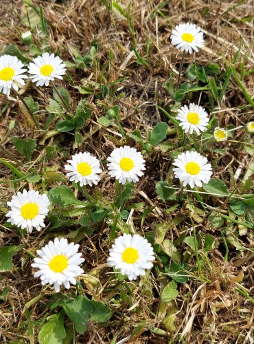 SEDMIKRÁSKA CHUDOBKA (Bellis perennis) FOTO: Marta Knauerová, 2022