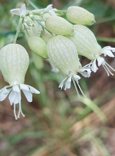 SILENKA NADMUTÁ (Silene vulgaris) FOTO: Marta Knauerová, 2022