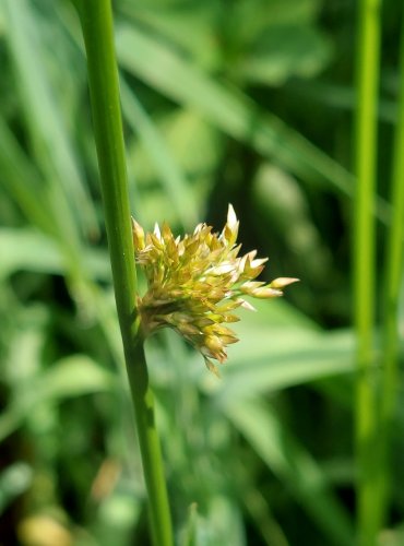 SÍTINA ROZKLADITÁ (Juncus effusus) FOTO: Marta Knauerová, 2022