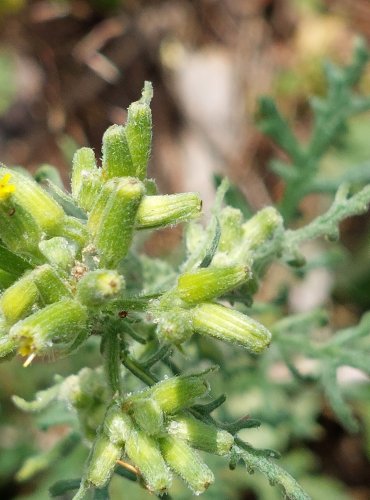 STARČEK PŘÍMĚTNÍK (Senecio jacobaea) FOTO: Marta Knauerová, 2022