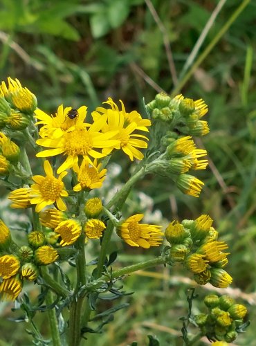 STARČEK PŘÍMĚTNÍK (Senecio jacobaea) FOTO: Marta Knauerová, 2022