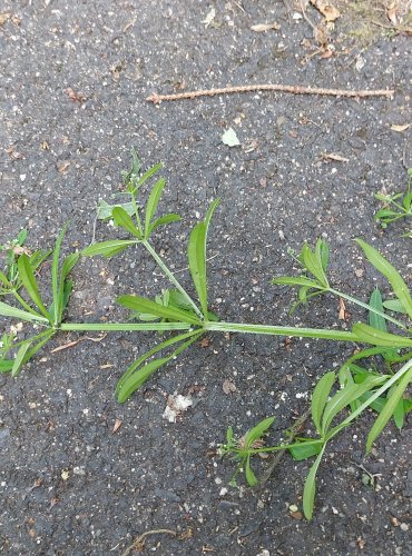 SVÍZEL PŘÍTULA (Galium aparine) FOTO: Marta Knauerová, 2022