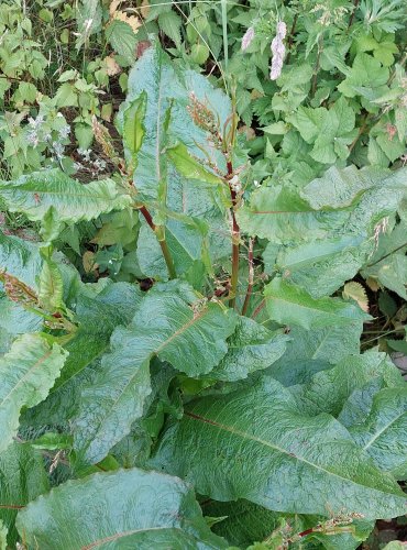 ŠŤOVÍK TUPOLISTÝ (Rumex obtusifolius) FOTO: Marta Knauerová, 2022