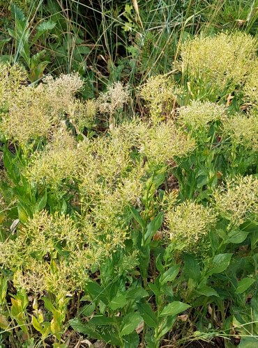 VESNOVKA OBECNÁ (Lepidium draba) FOTO: Marta Knauerová, 2022