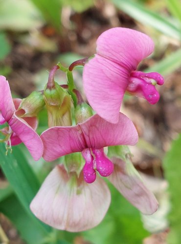 HRACHOR LESNÍ (Lathyrus sylvestris) FOTO: Marta Knauerová, 2022