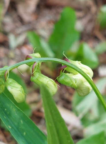 HRACHOR LESNÍ (Lathyrus sylvestris) FOTO: Marta Knauerová, 2022