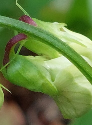 HRACHOR LESNÍ (Lathyrus sylvestris) FOTO: Marta Knauerová, 2022