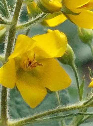 VRBINA OBECNÁ (Lysimachia vulgaris) FOTO: Marta Knauerová, 2022