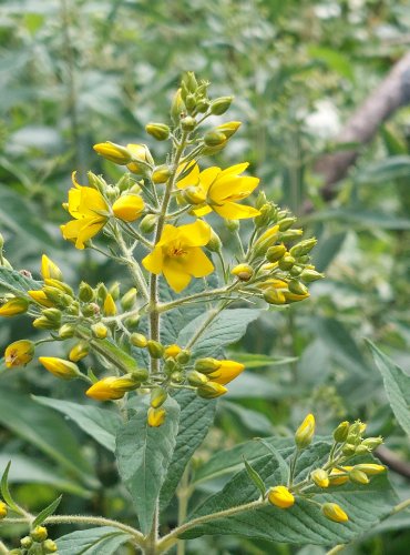 VRBINA OBECNÁ (Lysimachia vulgaris) FOTO: Marta Knauerová, 2022