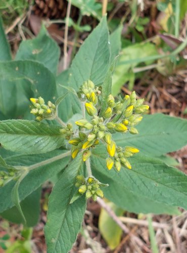 VRBINA OBECNÁ (Lysimachia vulgaris) FOTO: Marta Knauerová, 2022