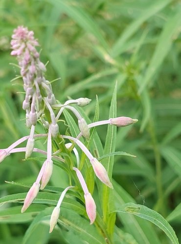 VRBOVKA ÚZKOLISTÁ (Epilobium angustifolium) FOTO: Marta Knauerová