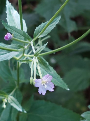 VRBOVKA HORSKÁ (Epilobium montanum) FOTO: Marta Knauerová, 2022