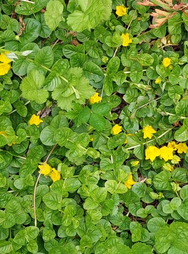VRBINA PENÍZKOVÁ (Lysimachia nummularia) FOTO: Marta Knauerová, 2022