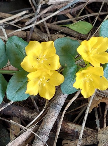 VRBINA PENÍZKOVÁ (Lysimachia nummularia) FOTO: Marta Knauerová, 2022