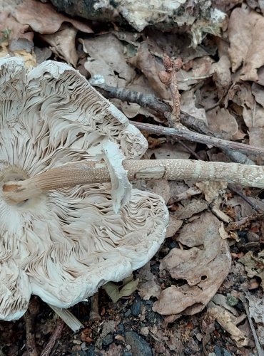 BEDLA VYSOKÁ (Macrolepiota procera) FOTO: Marta Knauerová, 2022